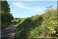 Lane to Witheridge in EX16 8AN
