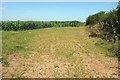 Maize near South Coombe in EX16 8AN