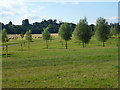 New trees on Knipton Pasture near Belvoir Castle in Belvoir