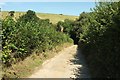 Lane to Parsonage Lake in EX36 4NP