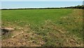 Pasture near Westacott Farm in EX36 4LW