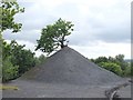 Tree growing on Slag Heap at Lyme and Wood Pits Colliery Site in WA11 0TL