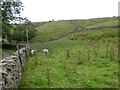 Sheep and thistles in pasture in LA10 5PR