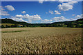Wheat field below North Nibley in GL11 6AY