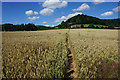 The Cotswold Way in a wheat field in GL11 6AY