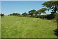 Roadside hedge and trees near Quince Cross in EX36 4PP