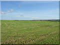 Silage field north of Halkirk in KW12 6XE