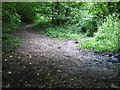 Footpath junction in Caswell Wood in NP16 7NG