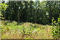 Clearing, Burcombe Copse in EX36 4RQ