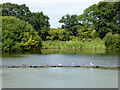 Waterfowl, Caen Hill Locks in SN10 1QE
