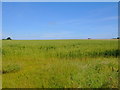 Crop field, Myrelandhorn in KW1 4TR