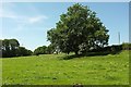 Tree in meadow near Wicaford Bridge in EX36 4EA