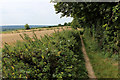 North Downs Way below Holly Hill in ME19 5JY