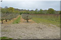 Orchard off Churn Lane in TN12 8HL