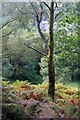 Deciduous woodland above Kinlochmore in PH50 4RE