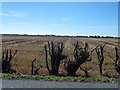 Hedge and harvest near Cherry Farm in PE34 3NU