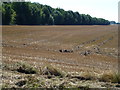 Tree belt and stubble field near West Head in PE34 3NJ