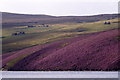 Blooming heather beside Loch of Cliff from Burrafirth in ZE2 9EQ