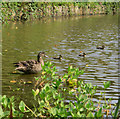 Duck & chicks on Matfield pond in TN12 7LG