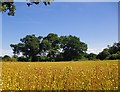 A field of ripe flax, near Gospel Green in GU28 9EJ