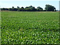 Sugar beet crop near Common Lode Farm in PE34 3NZ