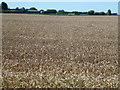 Wheat field near Barroway Drove in PE34 3NY