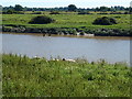 Sheep grazing on the bank of The River Great Ouse in PE38 0AF