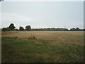 Stubble field off Leathersley Lane in DE65 5PN