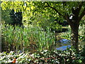 Pond at Badge Court, Cooksey Green in B61 9EP