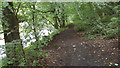 Footpath by River Wear in Kepier wood in DH1 1HD