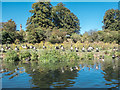 Canada Geese on Banks of the River Lea, Ware, Hertfordshire in SG12 0GX
