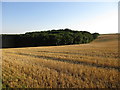 Stubble field and Coronation Plantation in LN8 6HF