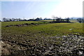 Fields near Lodge Lane in EX13 5RT