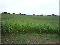 Maize crop near Park Fields in ST14 7PG