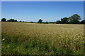 Wheat field on Clay Hill in GL9 1AY