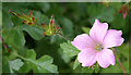 French Cranesbill? in AB43 7AQ
