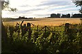 Field Gate near Dunecht in Aberdeenshire in AB32 7AT