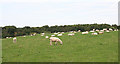 Sheep at Middletack in AB43 8AE