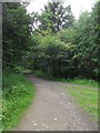 Footpath Junction in Chopwell Wood in NE39 1LY