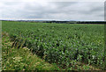 Field beans take over in LE14 2RX