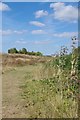 Teasles by the Bridleway, Gunpowder Park in EN9 3QH