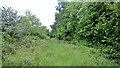 Old track beside Parson's Wood in NG20 8TF