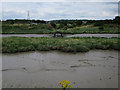 Outfall into Benfleet Creek in SS7 5DE