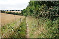 Path alongside Silver Fir Plantation in HU17 8SS
