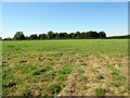 Field adjacent to Wheatsheaf Road (B2116) in BN5 9FG