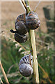 Snails on Hogweed in AB43 7EX