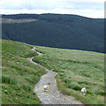 Elenydd Moorland, Drovers' Road and Forest, Ceredigion in SY25 6NP