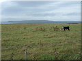 Coastal grazing, Kirkstyle in KW1 4YN