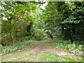 Track into woodland, Castle Ashby in NN7 1LQ