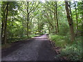 Chopwell Wood: Trackbed of the Chopwell and Garesfield Railway in Chopwell and Rowlands Gill Ward